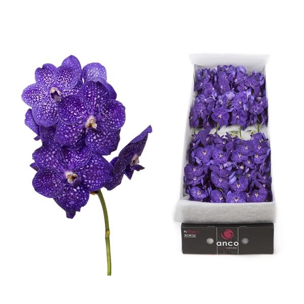 <h4>Vanda 20 tak Tweed Blue</h4>