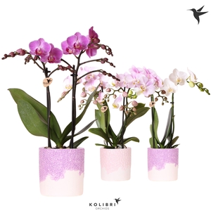 Kolibri Orchids Phalaenopsis mix 2 spike in Bloom pot lila mix