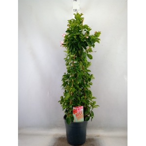 Mandevilla  'Sundavil Cream Pink'