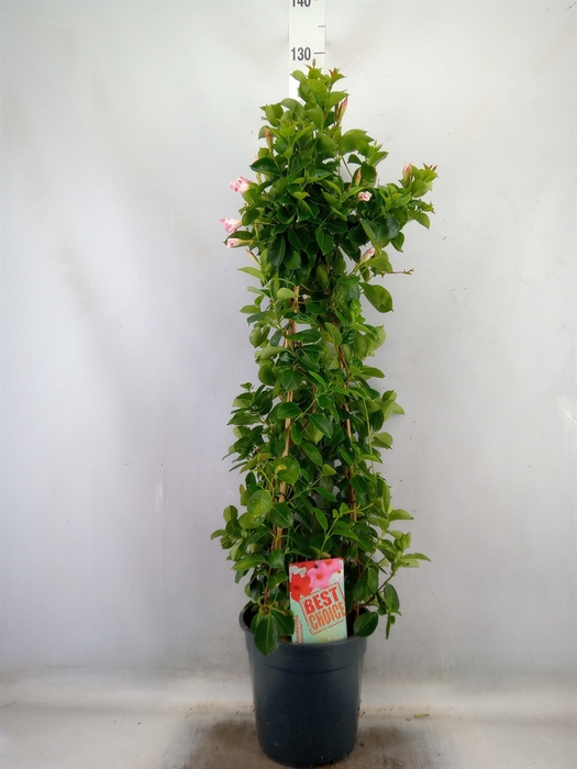<h4>Mandevilla  'Sundavil Cream Pink'</h4>