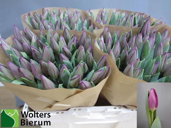 <h4>TU EN ROESKA</h4>