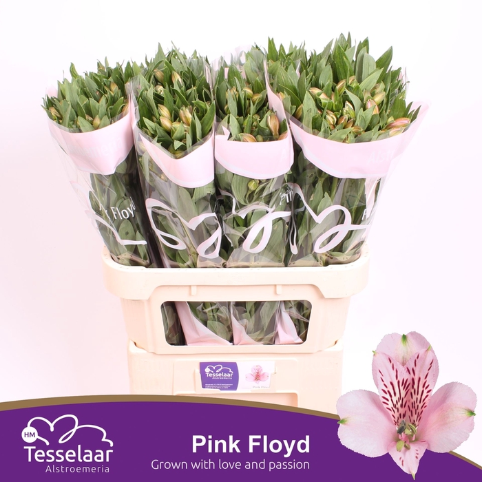 <h4>Alstroemeria Pink Floyd</h4>