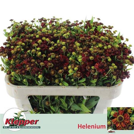 <h4>Helenium Moerheim Beauty</h4>