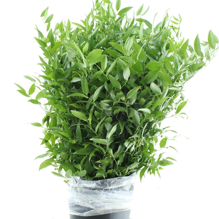 <h4>Ruscus Soft Middel 120 Gram</h4>