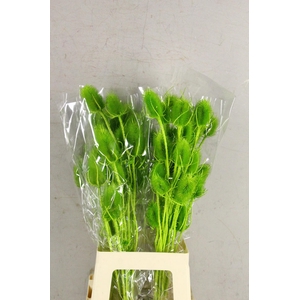 DF Dipsacus Li. Green Bs 130g