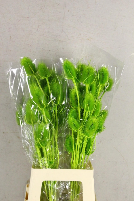 <h4>DF Dipsacus Li. Green Bs 130g</h4>