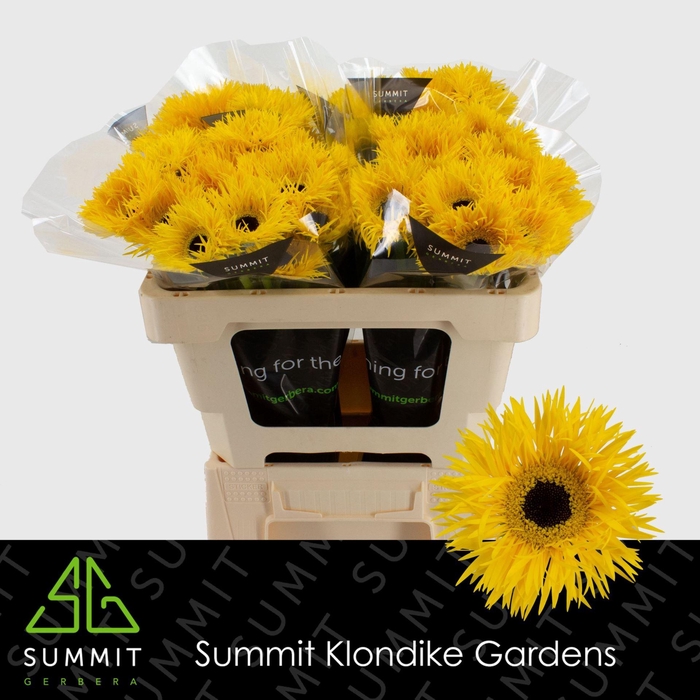 <h4>GERBERA MIS 'DUNGA'</h4>