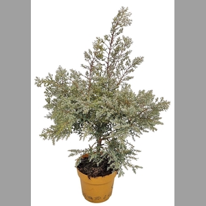 EUCAL GUNNII
