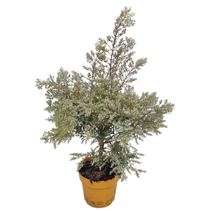 EUCAL GUNNII