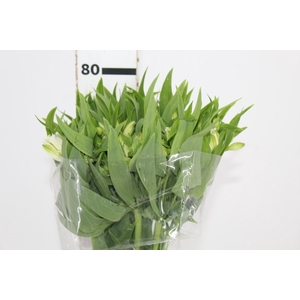 ALSTROEMERIA PRESTIGE 080 CM BRANCO