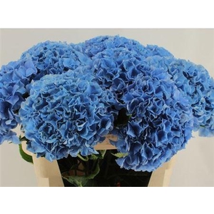 Hydr M Royal Parade 80cm-22