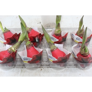 AMARYLLIS SEM POTE DECORADO