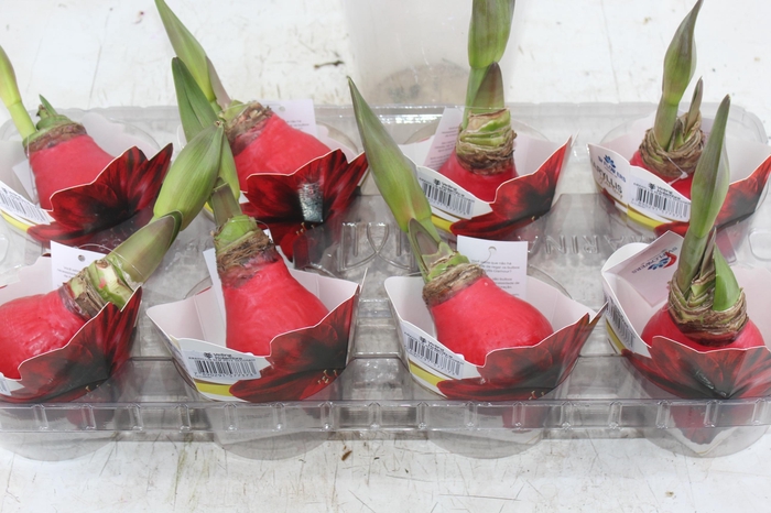 <h4>AMARYLLIS SEM POTE DECORADO</h4>