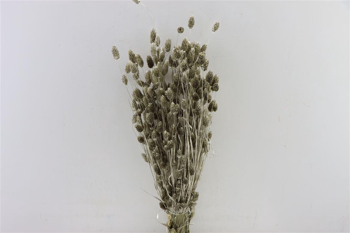 Dried Phalaris Platina Bunch