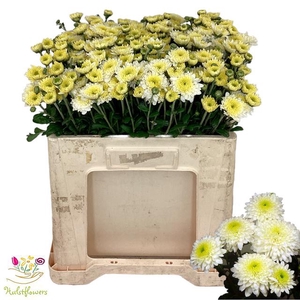 CHR T BLENDA WHITE