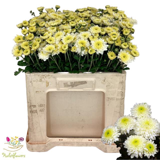 CHR T BLENDA WHITE