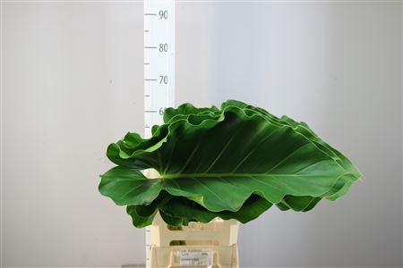 Calathea White