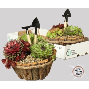 ARR SEMPERVIVUM