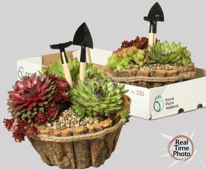 <h4>ARR SEMPERVIVUM</h4>