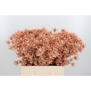 Eryn Orion Kl Bh Apricot