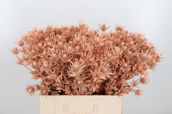 <h4>Eryn Orion Kl Bh Apricot</h4>