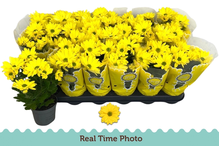 <h4>CHRYS TAPAS TIME</h4>