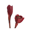 BASTAO TULIPA