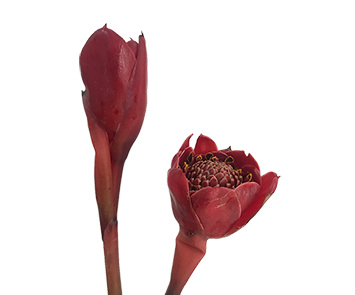 BASTAO TULIPA