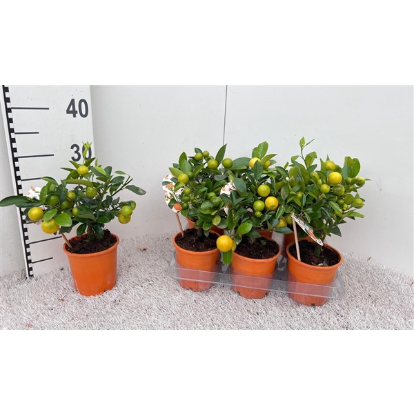 <h4>Citrus Calamondin mini-stem ''Oriana''</h4>