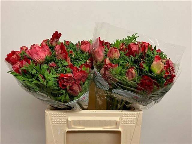 <h4>ANEM CO GALIL ROOD</h4>