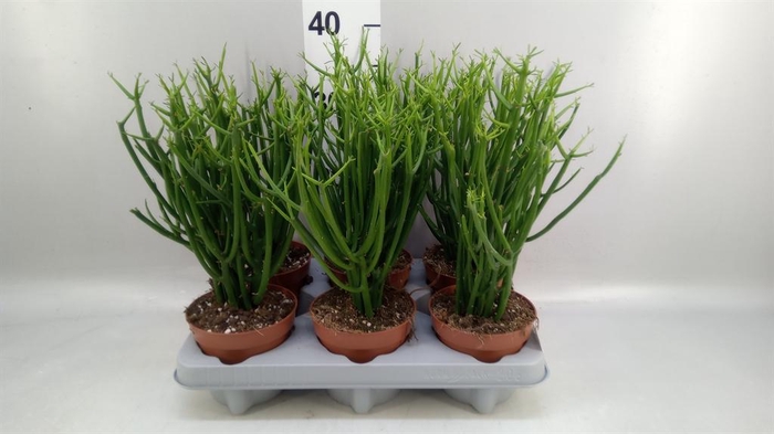 <h4>Euphorbia tirucalli</h4>