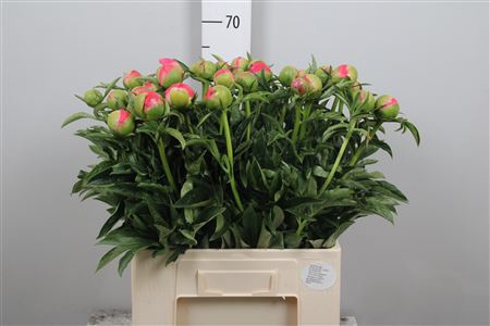 <h4>Paeo Coral Sunset</h4>
