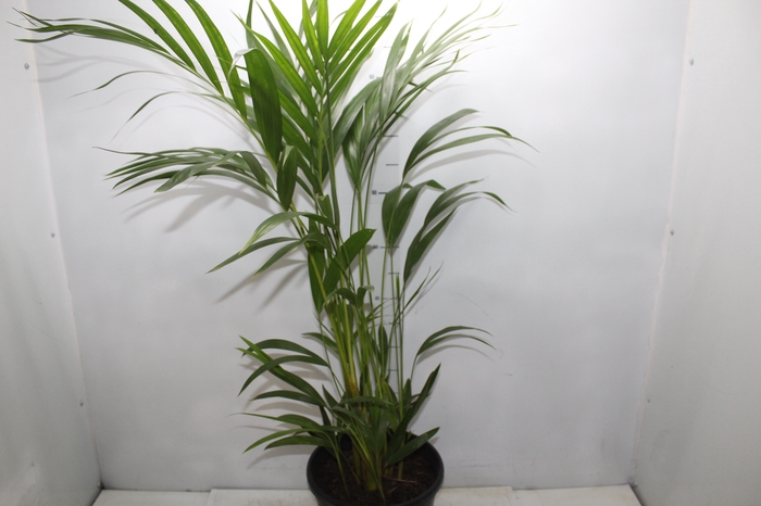 <h4>ARECA BAMBU P24</h4>