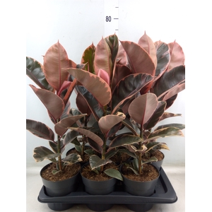 Ficus elastica 'Belize'