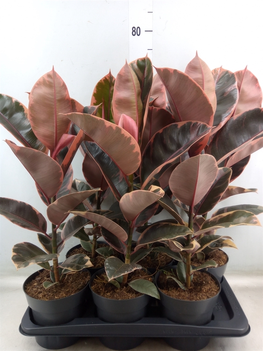 <h4>Ficus elastica 'Belize'</h4>