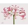 Nerine Ras van Roon