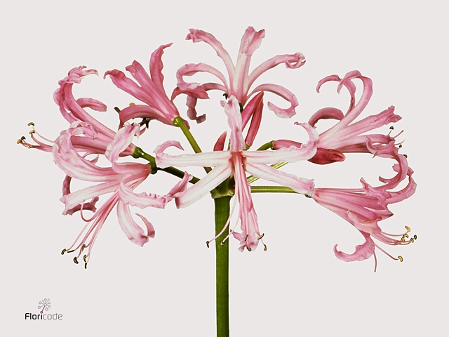 Nerine Ras van Roon