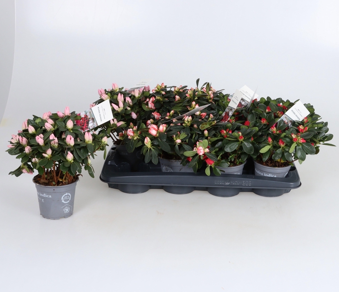 <h4>RHODO SI GEM</h4>