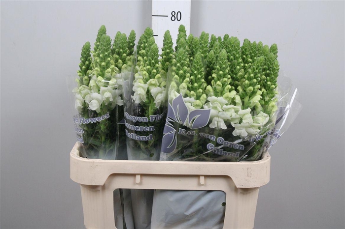 <h4>Antir Antibes White</h4>