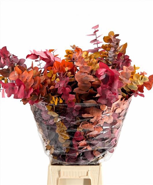 <h4>Euc. Stuart Preserved Autumn</h4>