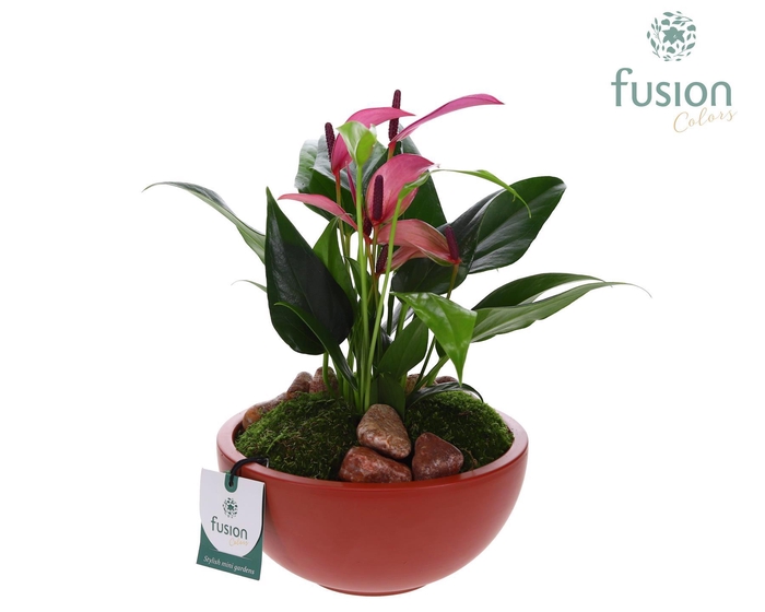 <h4>Schaal keramiek Moon Medium marsala rood met Anthurium</h4>