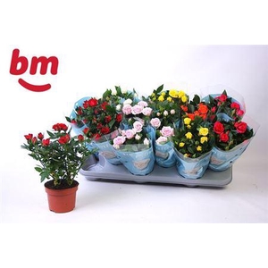 Rosa Beau Monde Gemengd 10,5 Cm