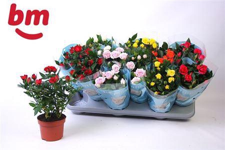 <h4>Rosa Beau Monde Gemengd 10,5 Cm</h4>