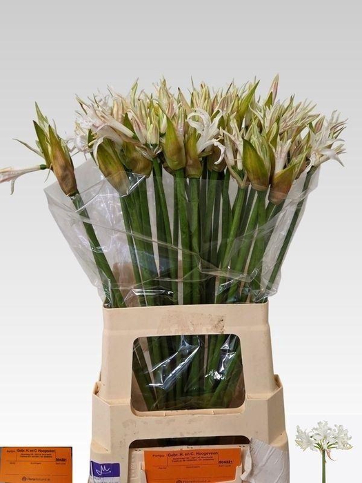 <h4>NERINE WHITE TIGER</h4>