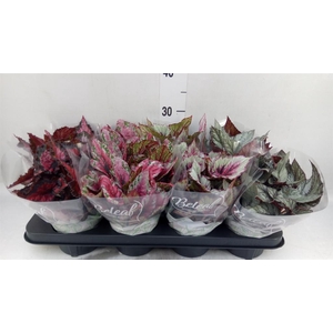 Begonia BD rex 'Beleaf'  ...mix