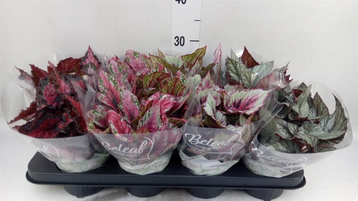 <h4>Begonia BD rex 'Beleaf'  ...mix</h4>