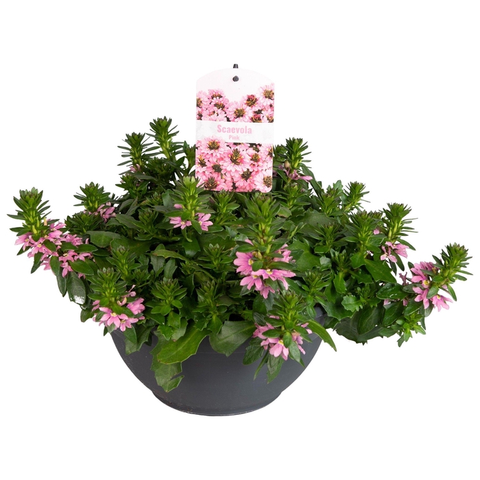 <h4>Scaevola Pink</h4>