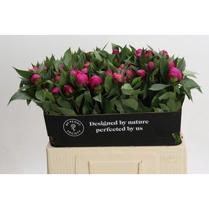 Paeonia Red Sarah
