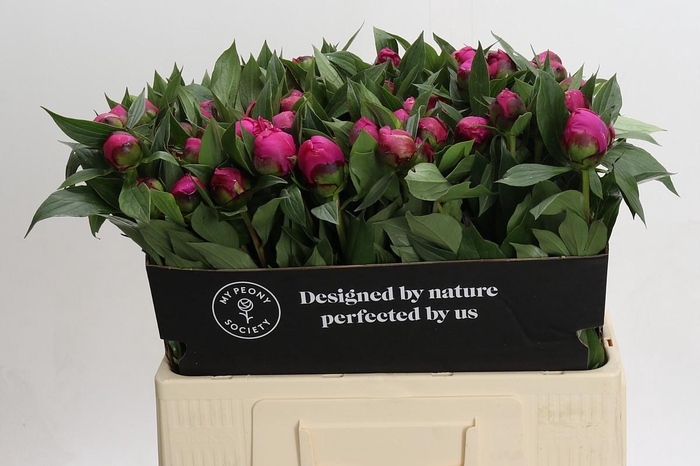 <h4>Paeonia Red Sarah Bernhardt</h4>