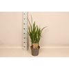 vaste planten 19 cm  Crocosmia Carmine Briljant  Karmijnrood